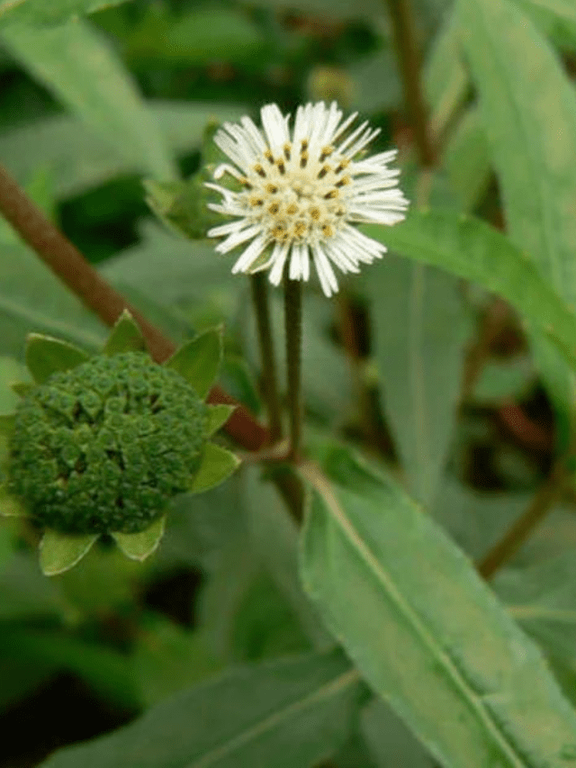 10 amazing facts about False Daisy (Eclipta prostrata)