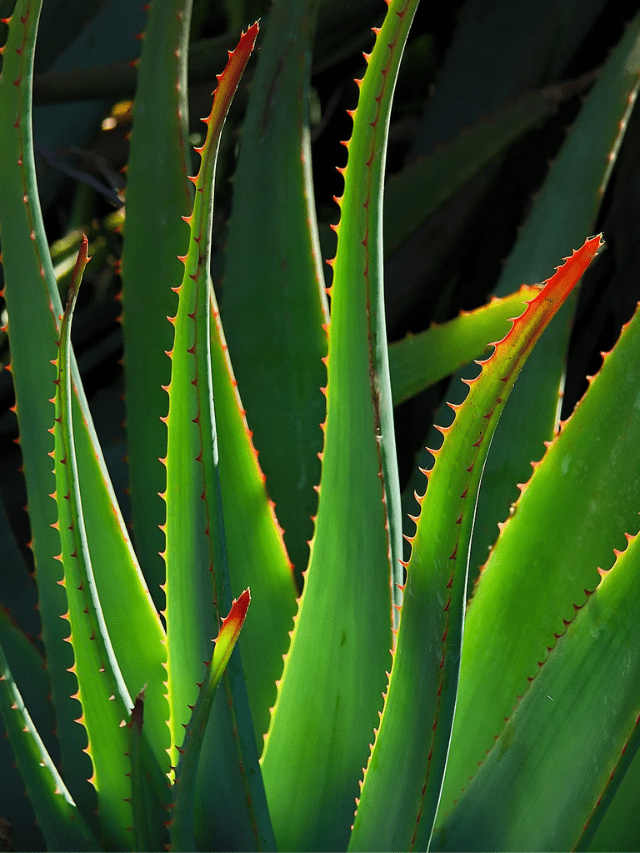 10 Fascinating Facts About Aloe Vera