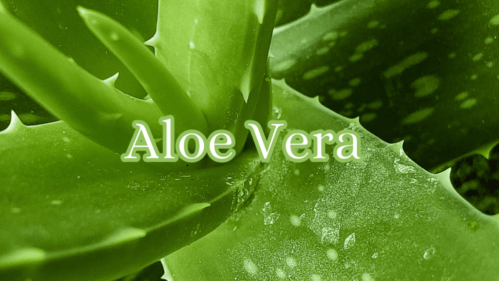 Aloe vera for hair growth
