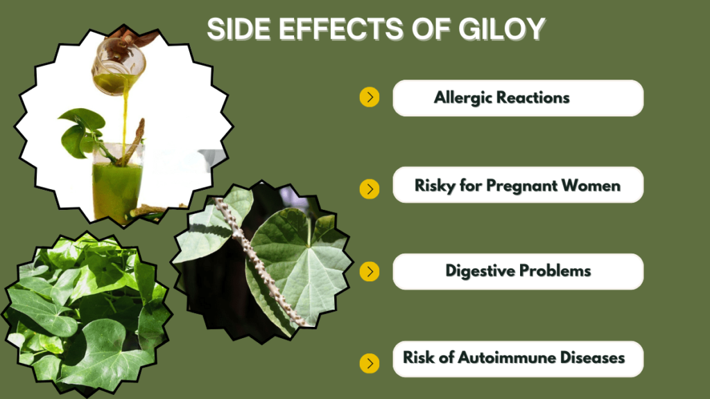 Side effects of Giloy (Tinospora cordifolia)