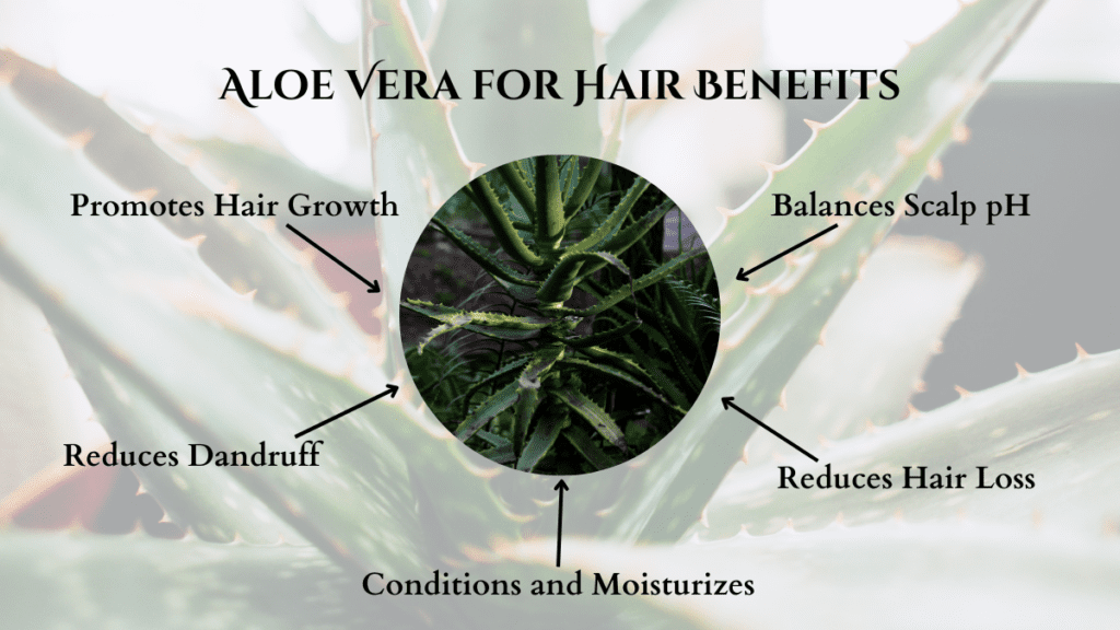 Top 5 Benefits of Aloe Vera for Hair