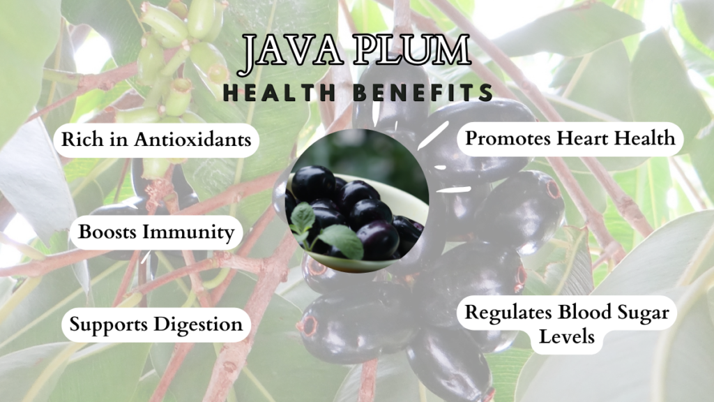 5 Health Benefits of Java Plum (Jamun)