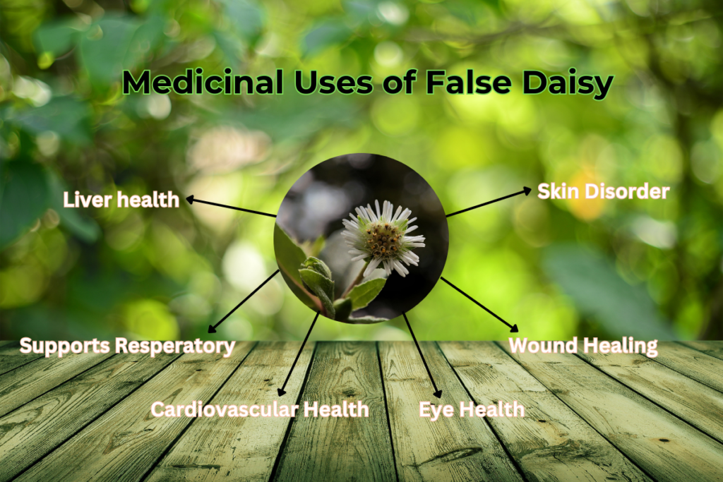 Medicinal Uses of false daisy