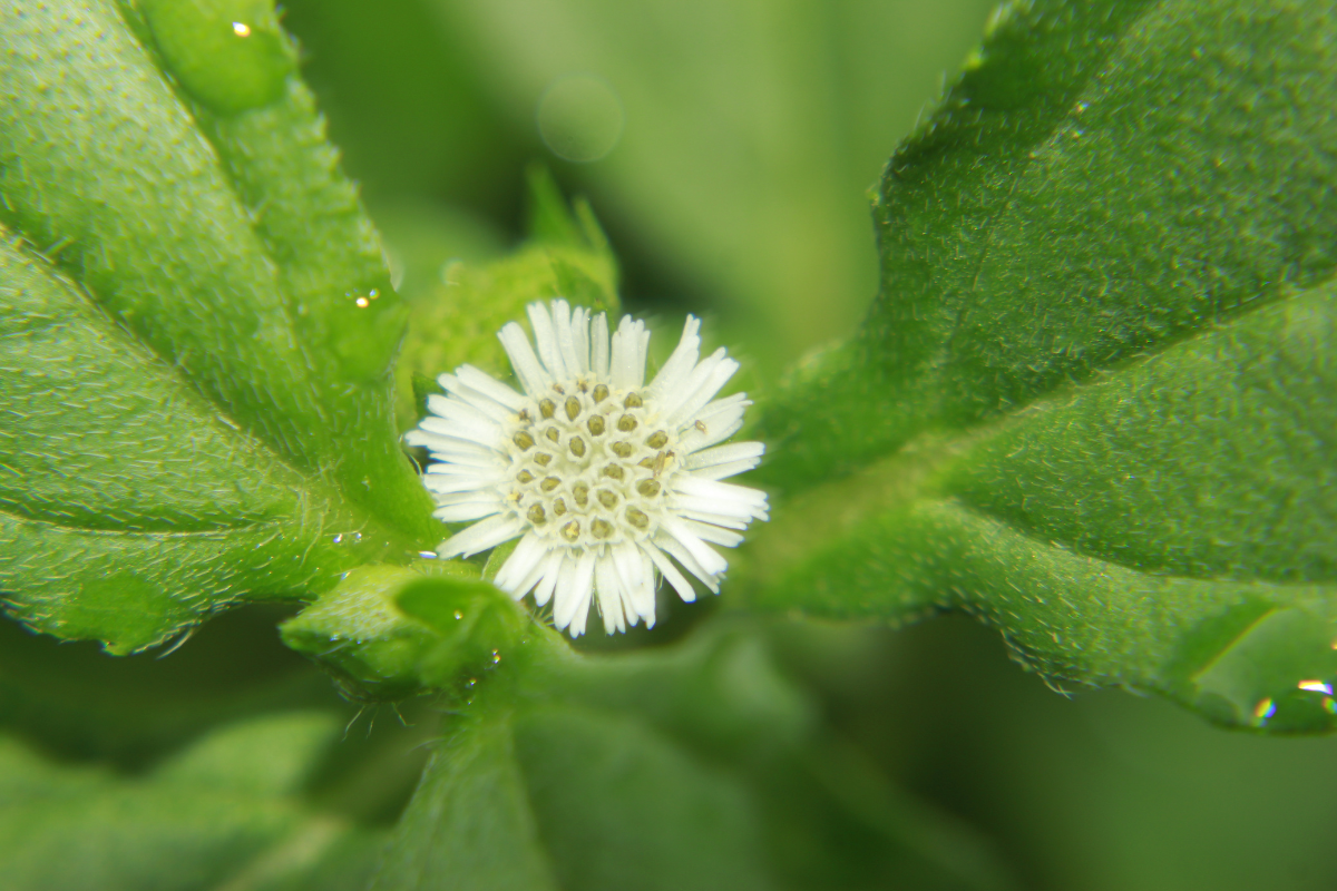 Discover the Power of False Daisy: 5 Amazing benefits and medicinal uses