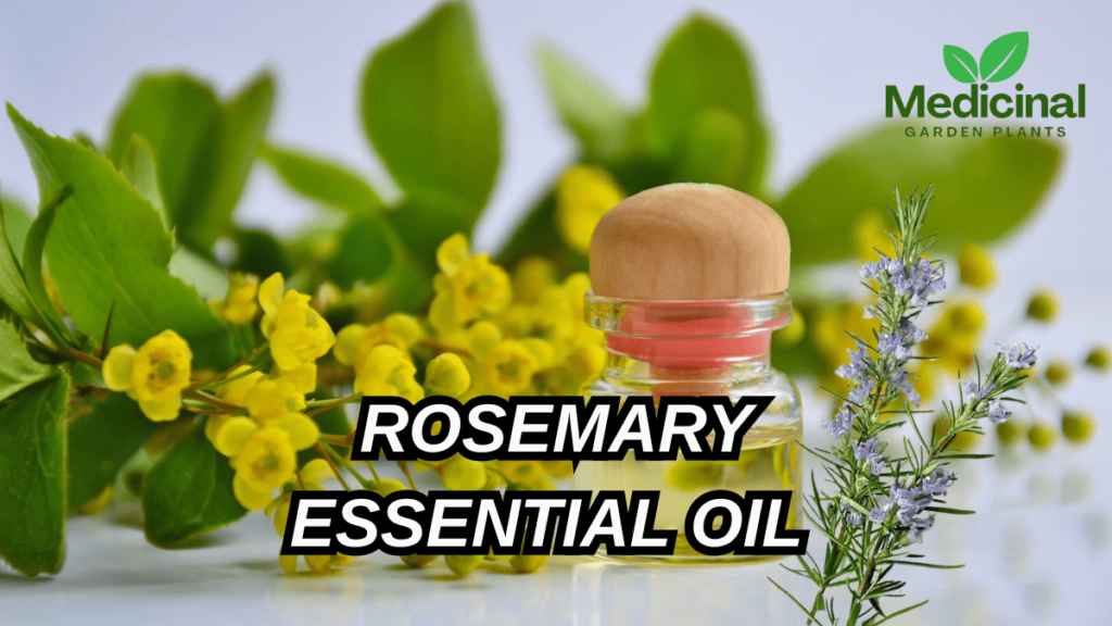 A Step-by-Step Guide to Make Rosemary Essential Oil at Home