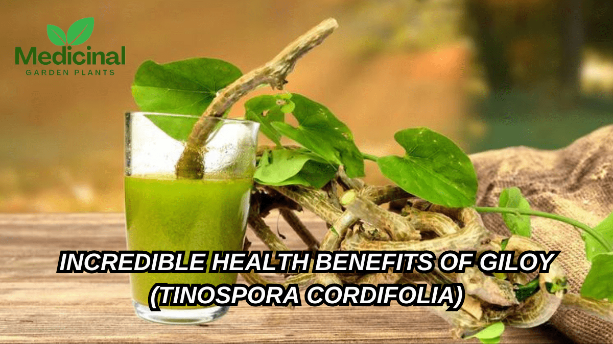 Incredible Giloy Benefits (Tinospora cordifolia) to Improve Health Naturally