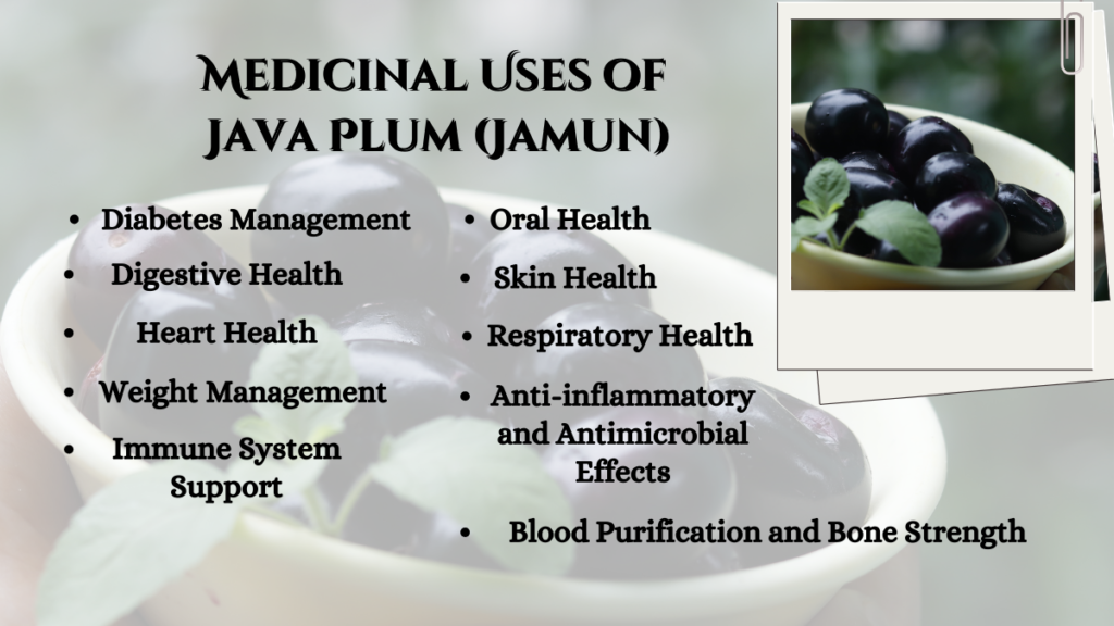 10 Medicinal Uses of Java Plum (Jamun)