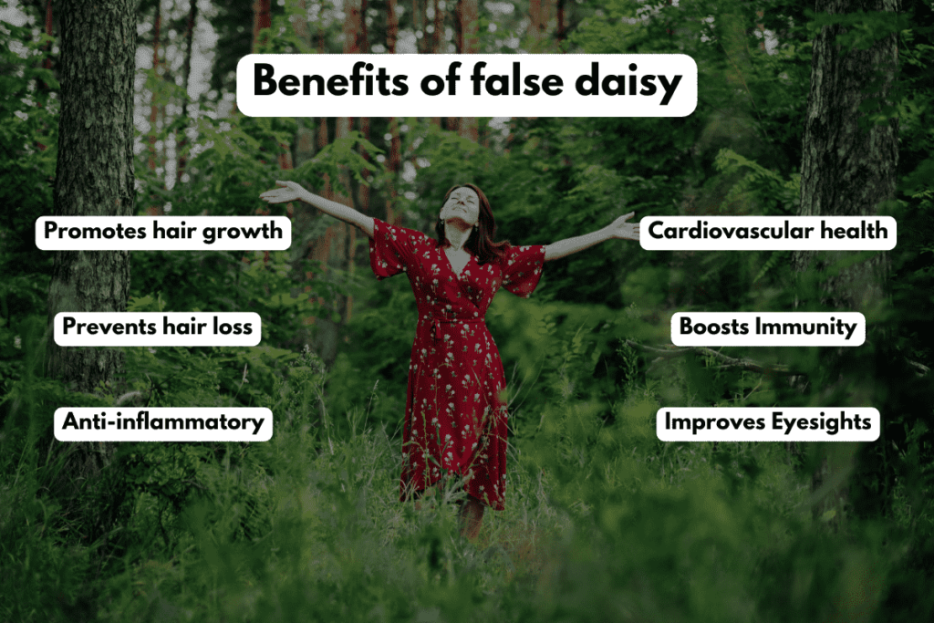 Benefits of False Daisy