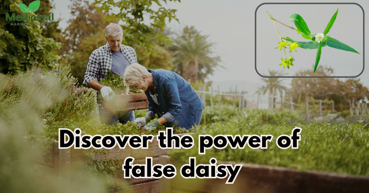 Discover the Power of False Daisy: 5 Amazing benefits and medicinal uses