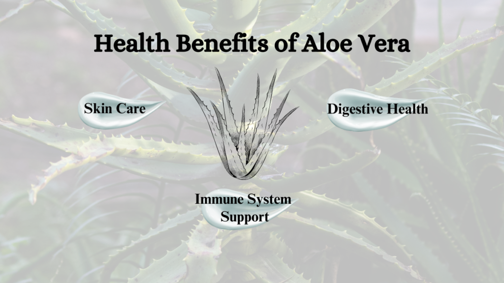 Health Benefits of Aloe vera