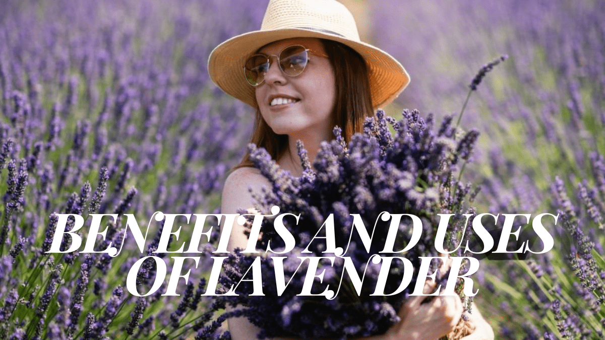 Lavander Plant Benefits and Uses