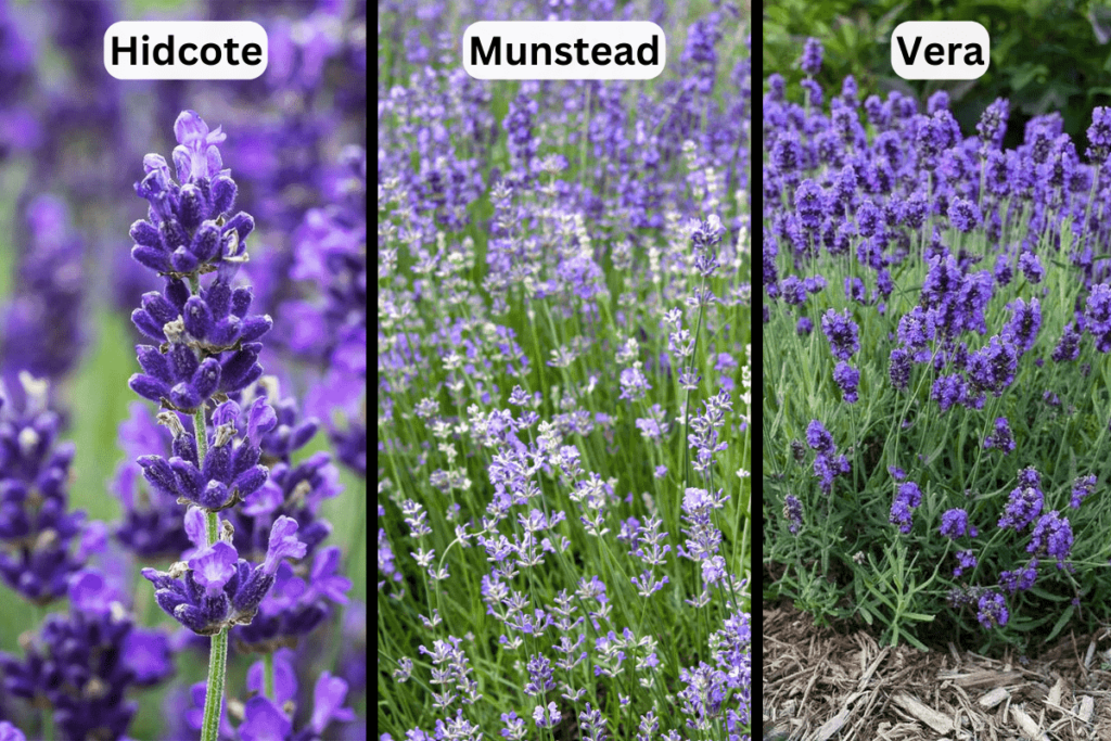 varieties of English Lavender