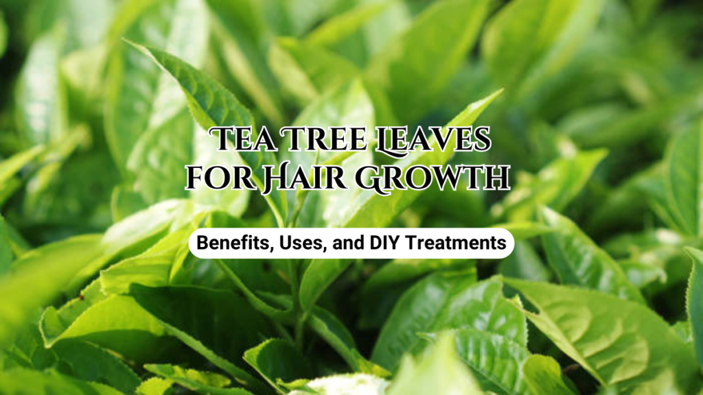 Tea Tree Leaves for hair growth
