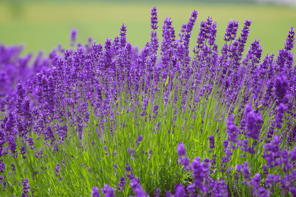 English Lavender Plant