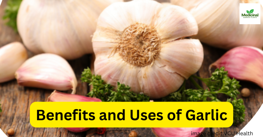 Benefits and uses of Garlic