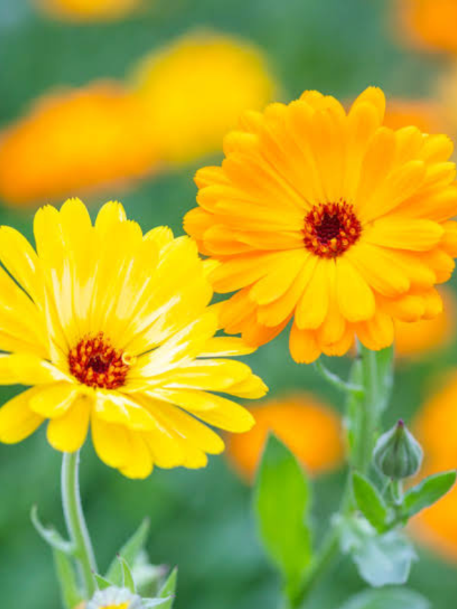 Calendula Officinalis: The Healing Power of Nature