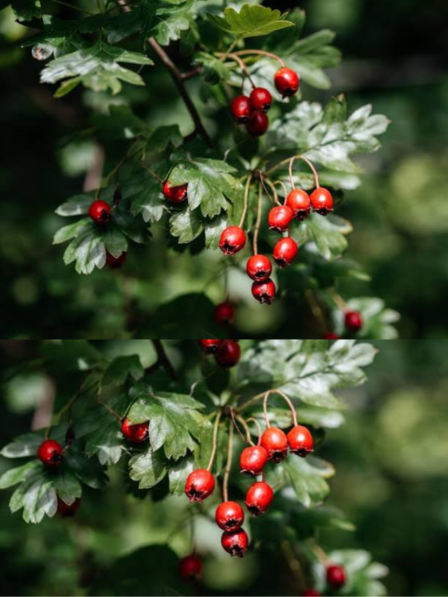 Hawthorn cholesterol benefits