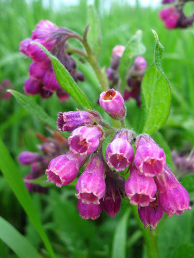 Comfrey for muscle pain