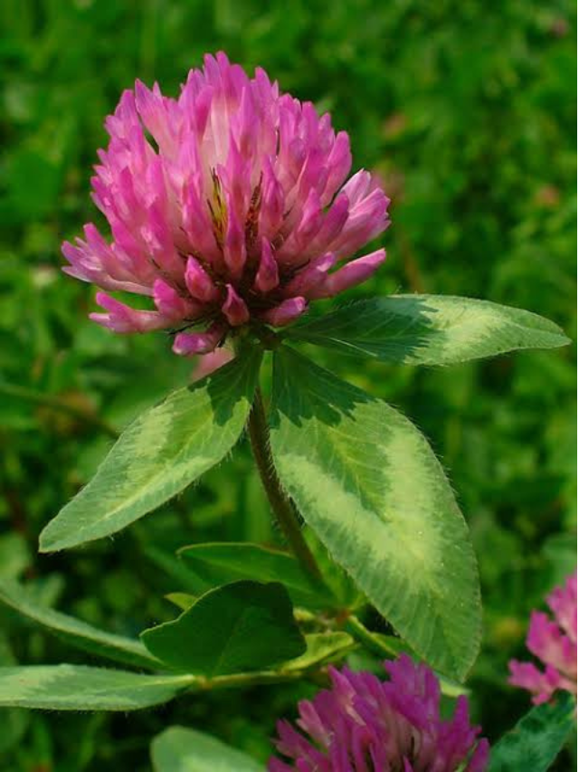 Red Clover for bone health