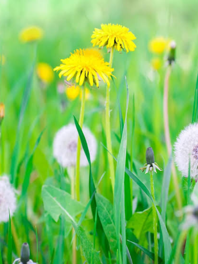 Dandelion Supports Immune System