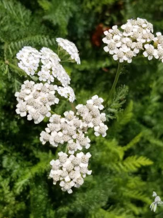 yarrow for respiratory health