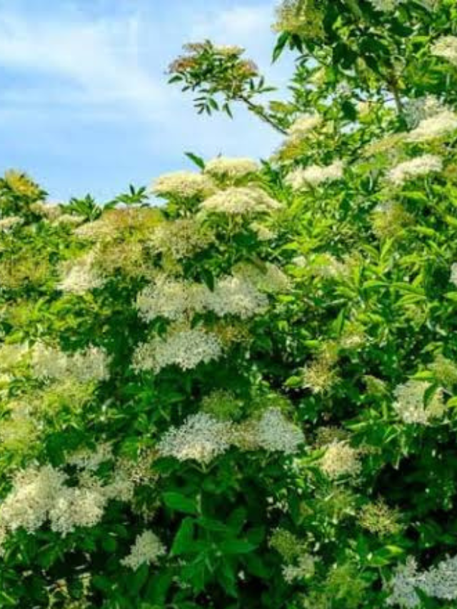 Elderberry Naturally Enhance Your Skin