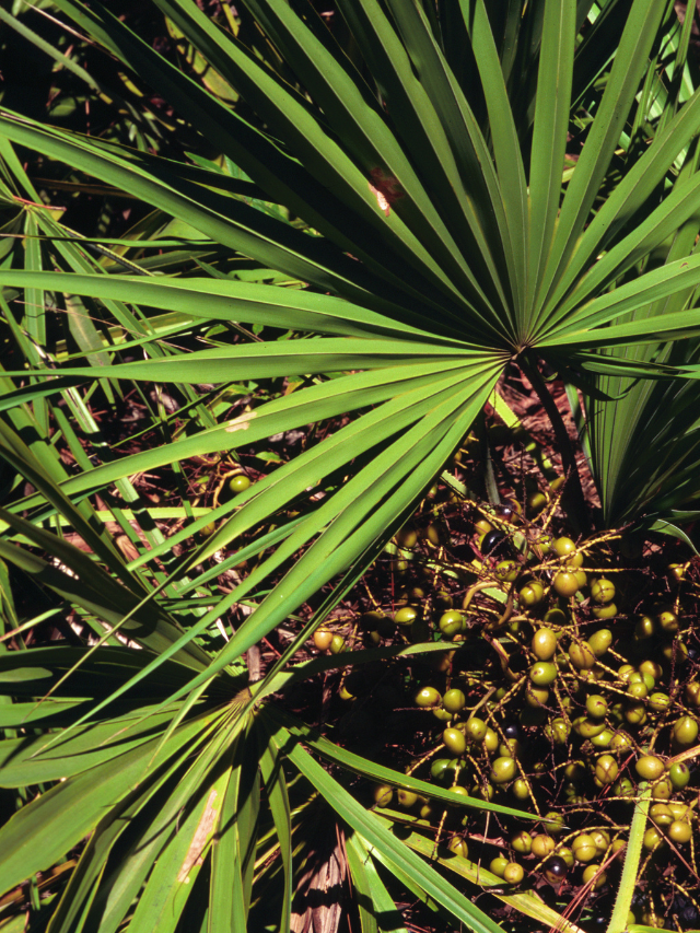 Saw Palmetto