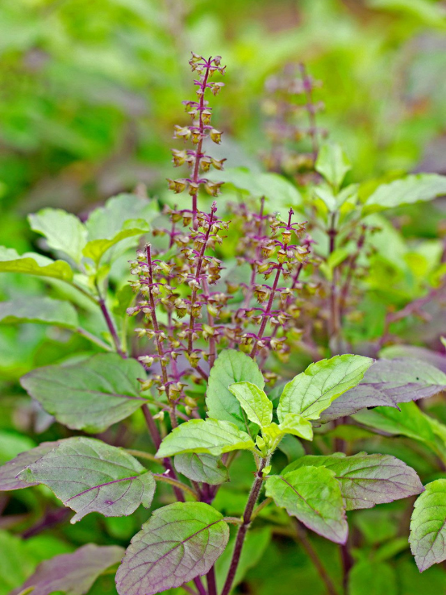 Holy Basil (Tulsi) health benefits