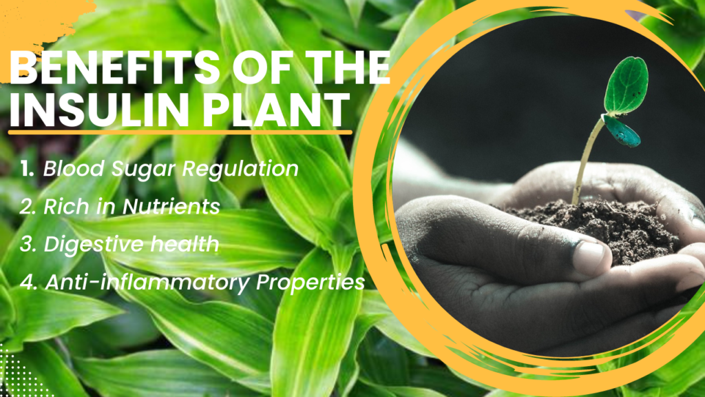 Benefits of Insulin Plant