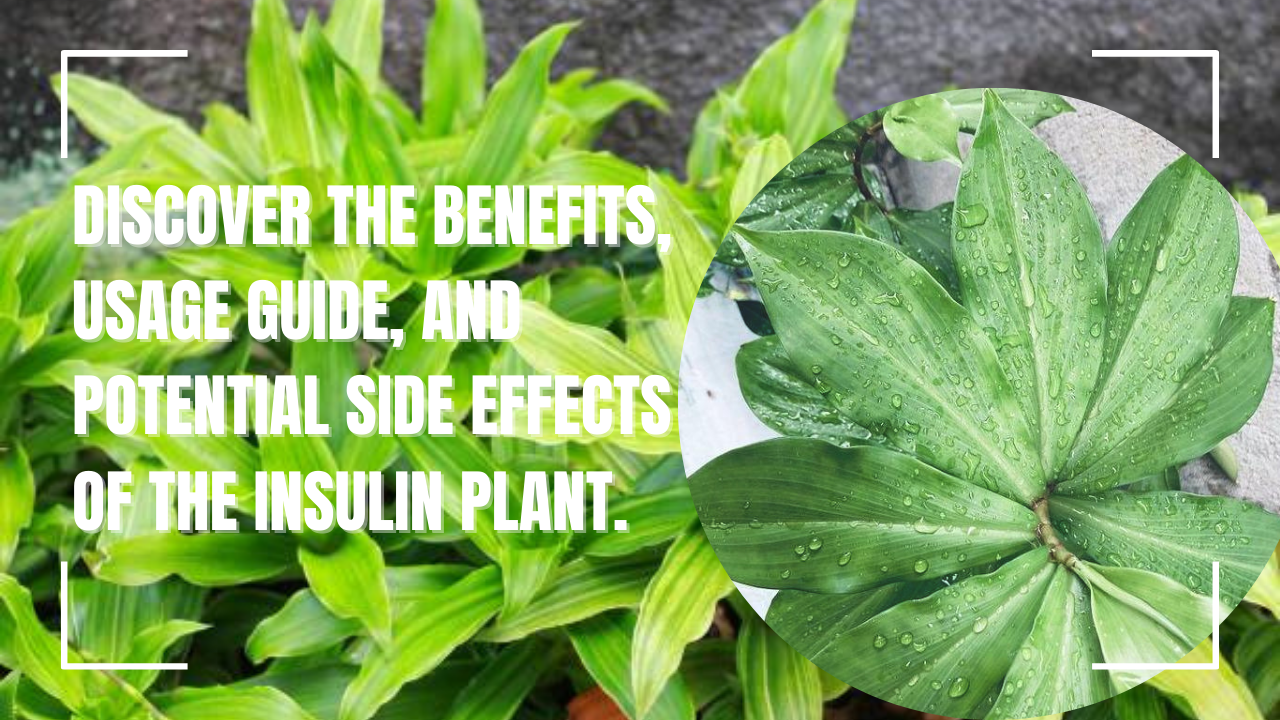 insulin plant