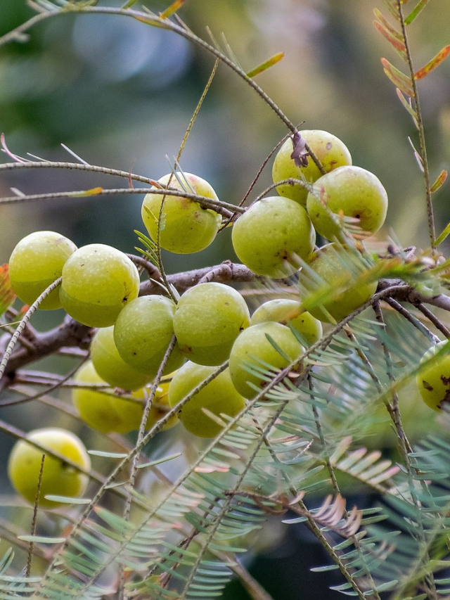 medicinal plant