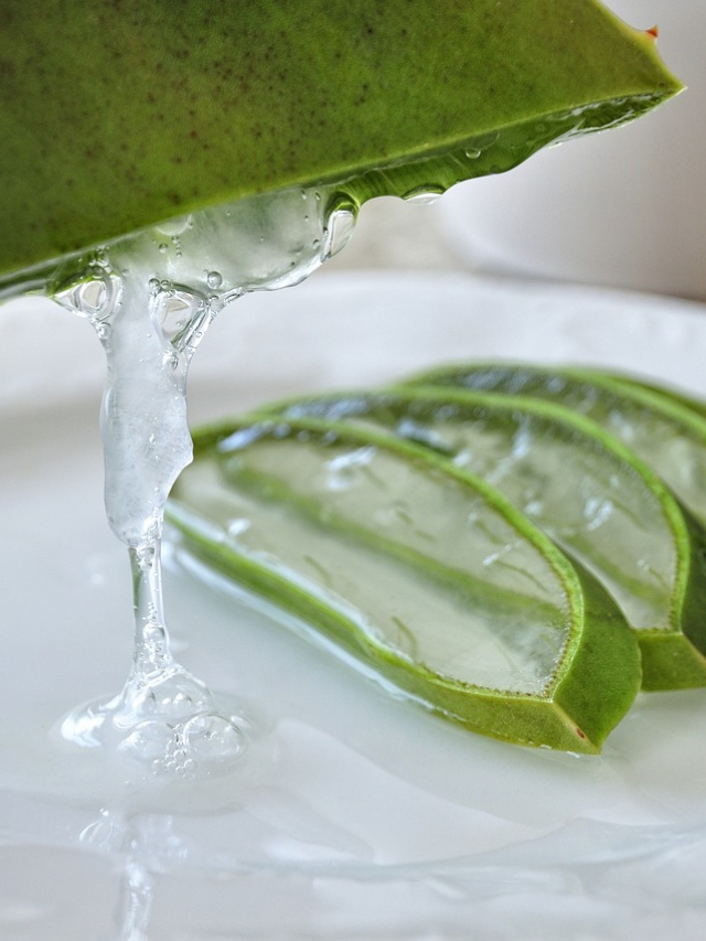 aloe vera