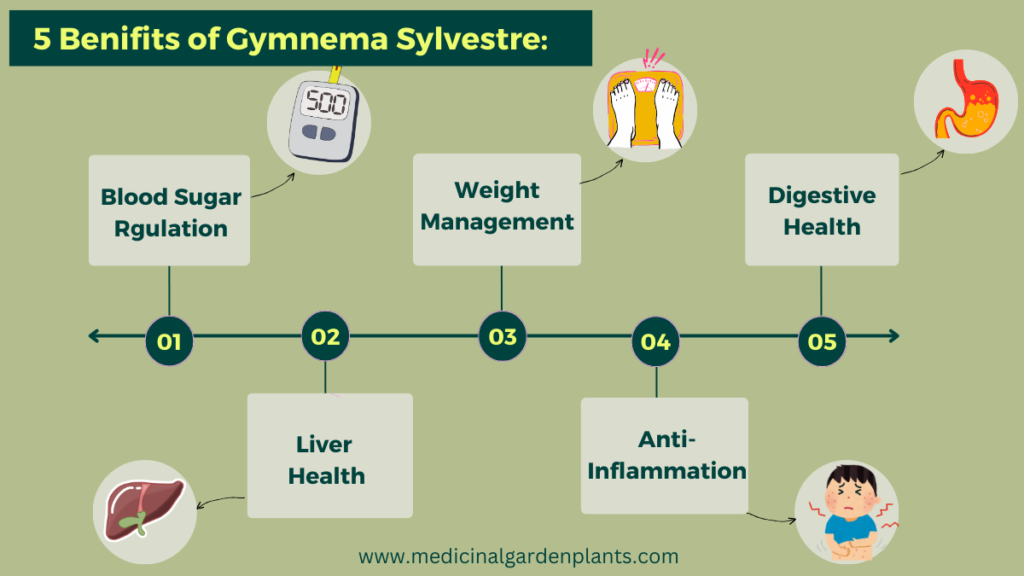 5 benefits of gymnema sylvestre, the sugar destroyer plant is blood sugar regulation, weight management, digestive health, liver health and anti-inflammation 