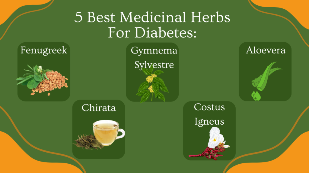 5 best medicinal herbs for diabetes are fenugreek, gymnema sylvestre, aloe vera, chirata and costus igneus
