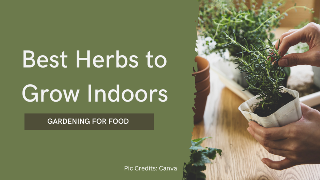 How to grow medicinal herbs in pots at home