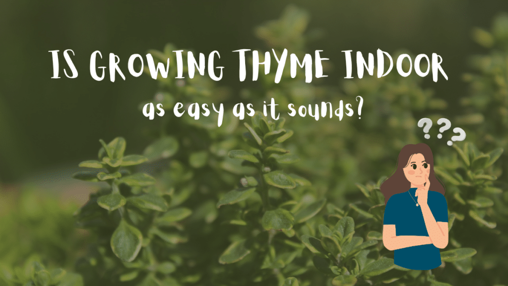 Is growing or Potting thyme indoor as easy as it sounds?