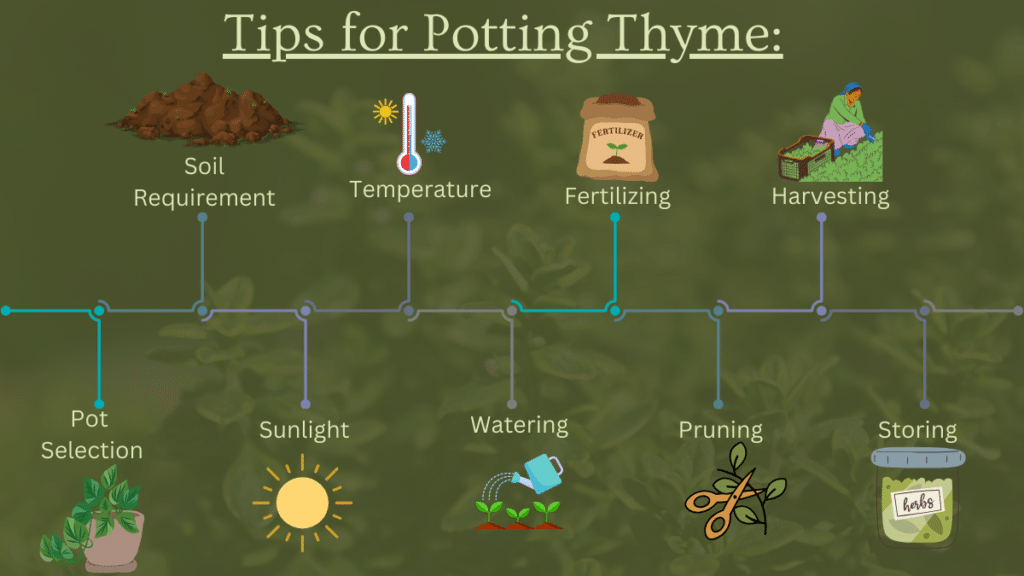 tips for potting thyme are pot selection, soil requirement, sunlight, temperature, watering, fertilizing, pruning, harvesting, storing.