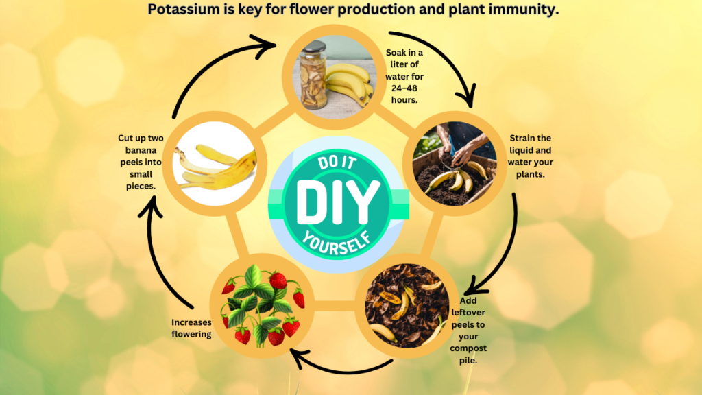 DIY Banana Peel Tea for Potassium-Rich Plants