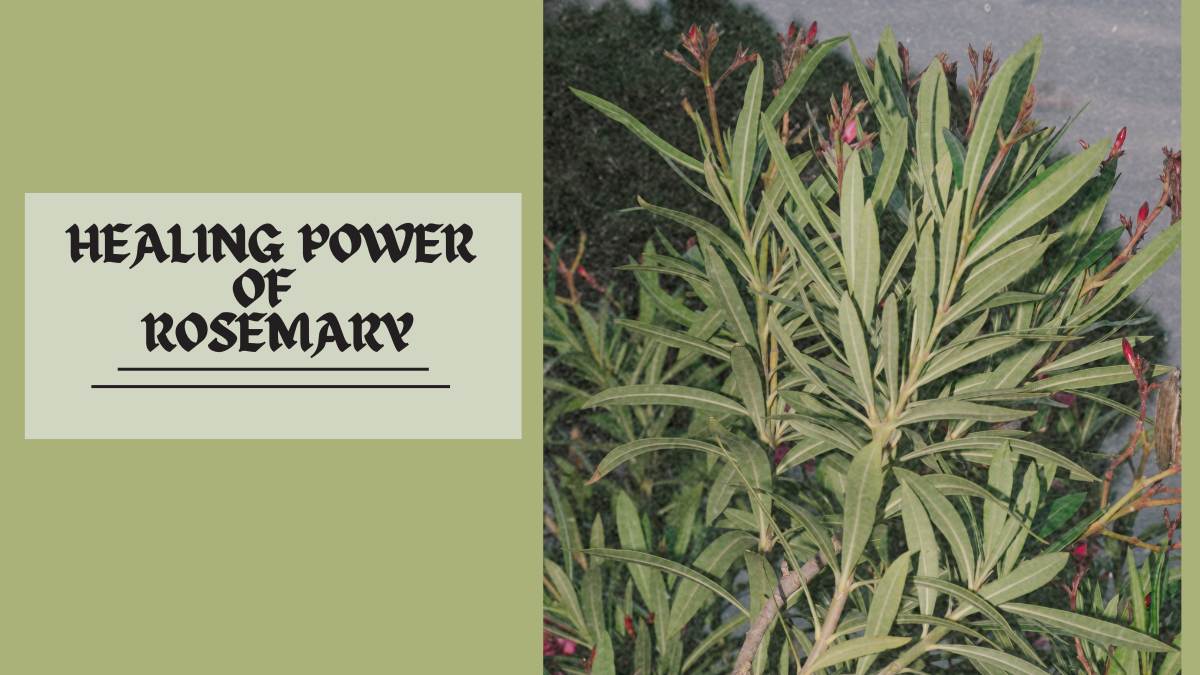 advantages of rosemary