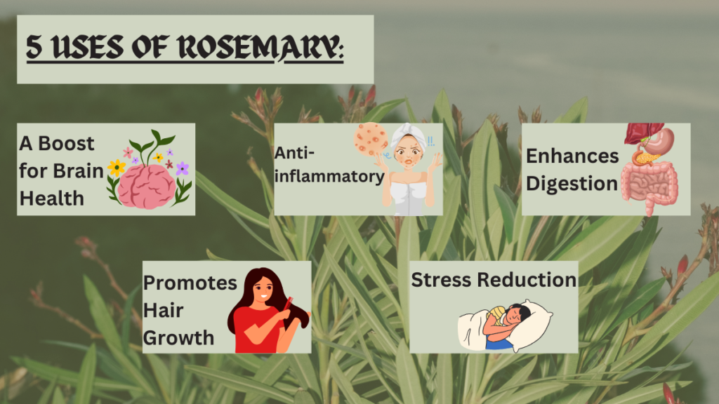 5 uses and advantages of rosemary are boosting brain health, anti- inflammatory, enhance digestion, promotes hair growth and stress reduction.